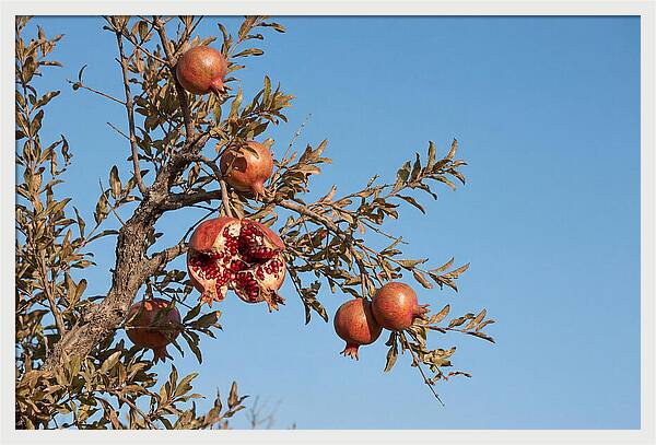 Pomegranate Branch Under Clear Sky