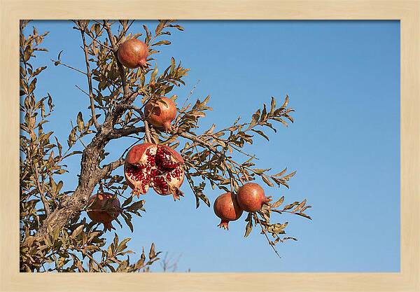 Pomegranate Branch Under Clear Sky