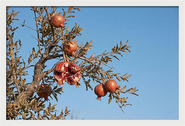 Pomegranate Branch Under Clear Sky
