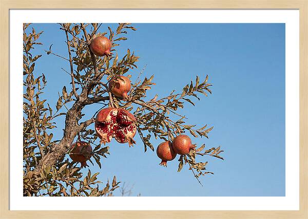 Pomegranate Branch Under Clear Sky