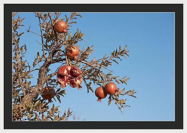 Pomegranate Branch Under Clear Sky