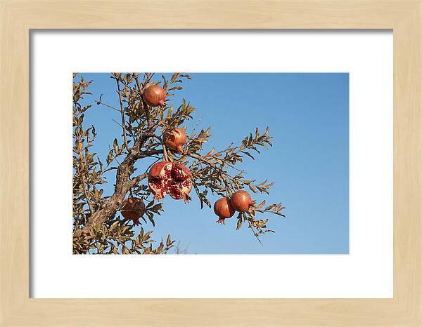 Pomegranate Branch Under Clear Sky