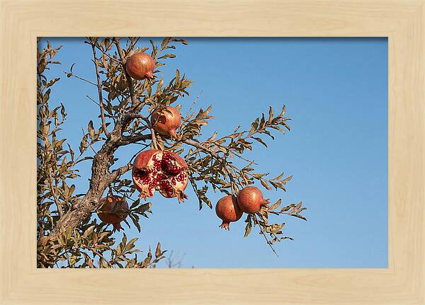 Pomegranate Branch Under Clear Sky