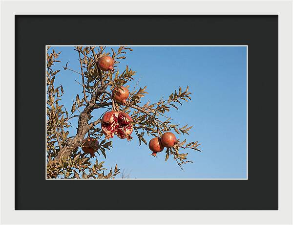 Pomegranate Branch Under Clear Sky
