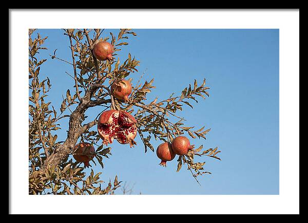 Pomegranate Branch Under Clear Sky