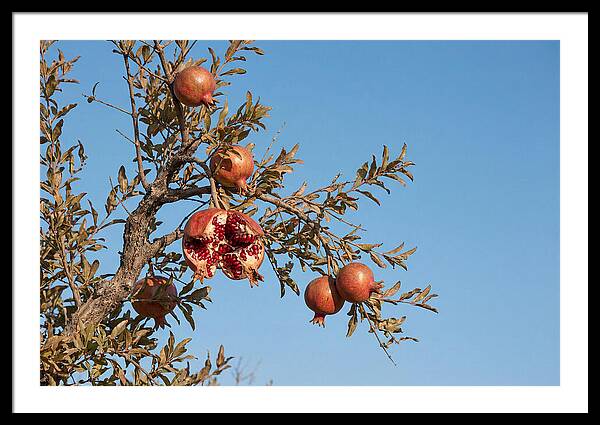 Pomegranate Branch Under Clear Sky