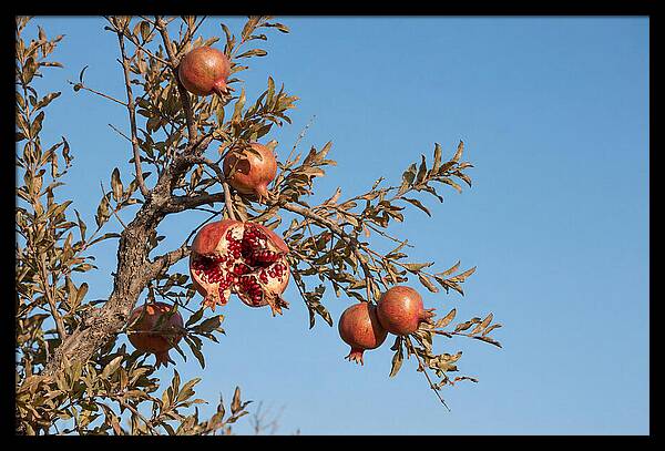 Pomegranate Branch Under Clear Sky