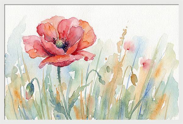 Poppy Bloom In Watercolor