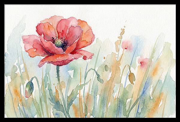 Poppy Bloom In Watercolor