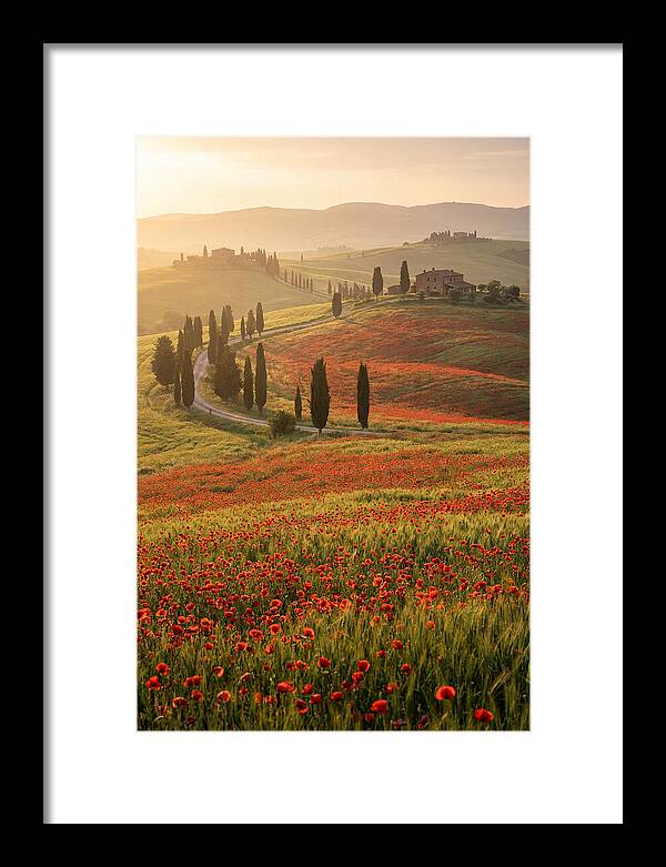 Poppy Fields In Tuscany