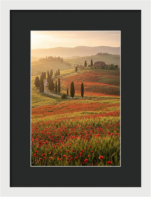Poppy Fields In Tuscany