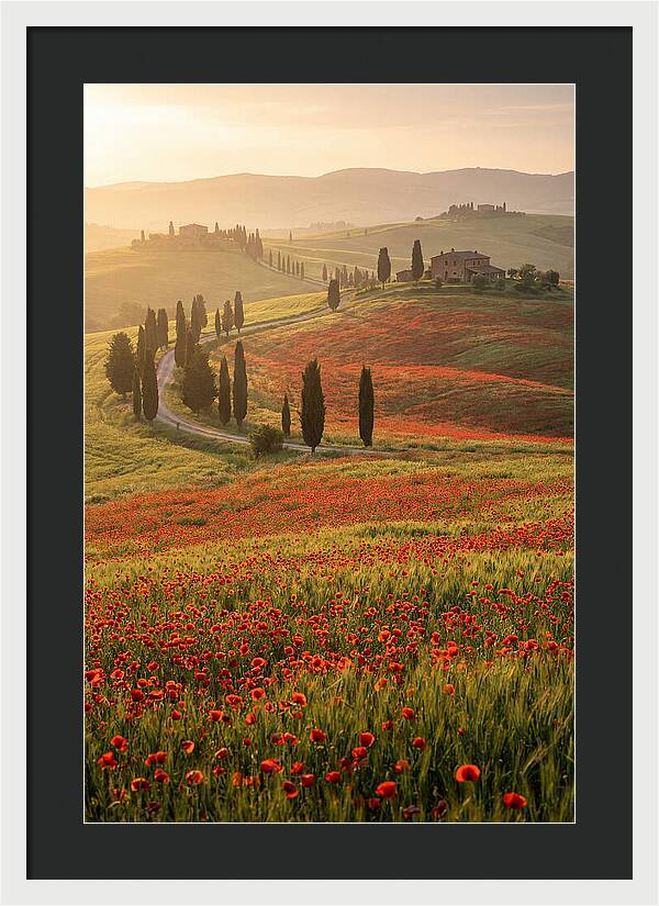Poppy Fields In Tuscany