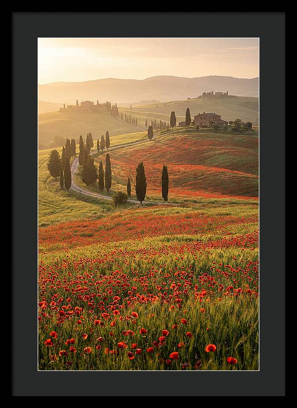 Poppy Fields In Tuscany