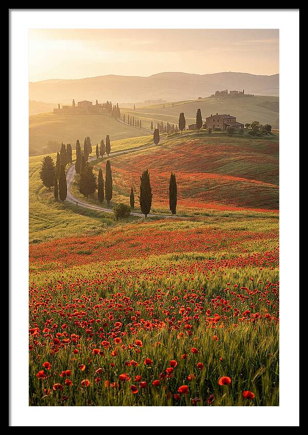 Poppy Fields In Tuscany