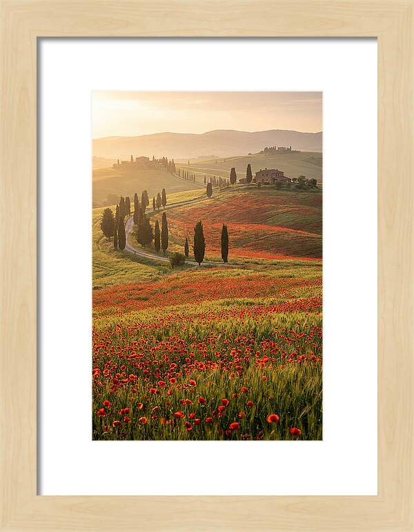 Poppy Fields In Tuscany