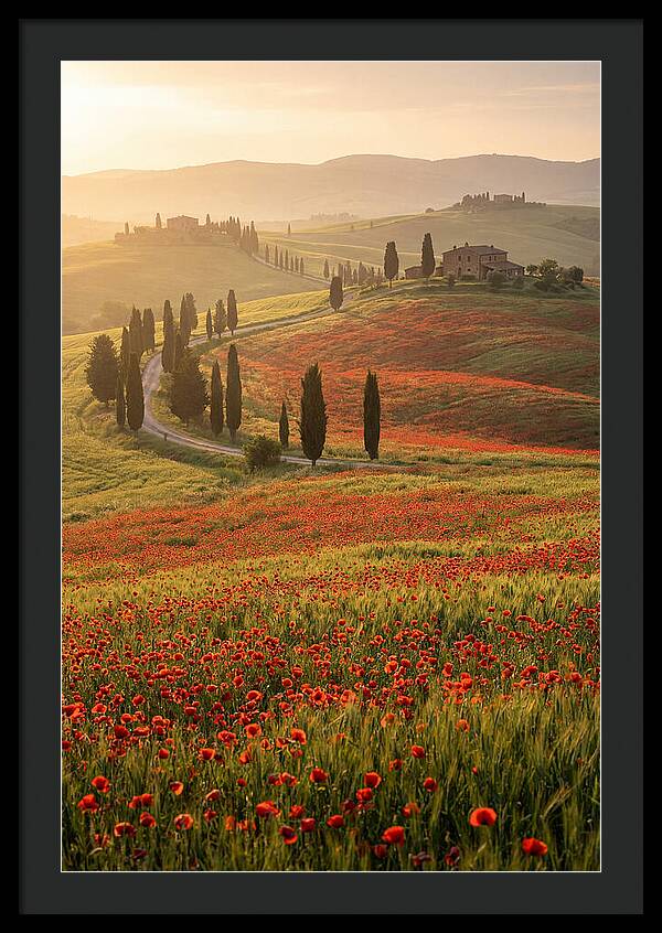 Poppy Fields In Tuscany