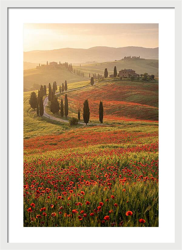 Poppy Fields In Tuscany
