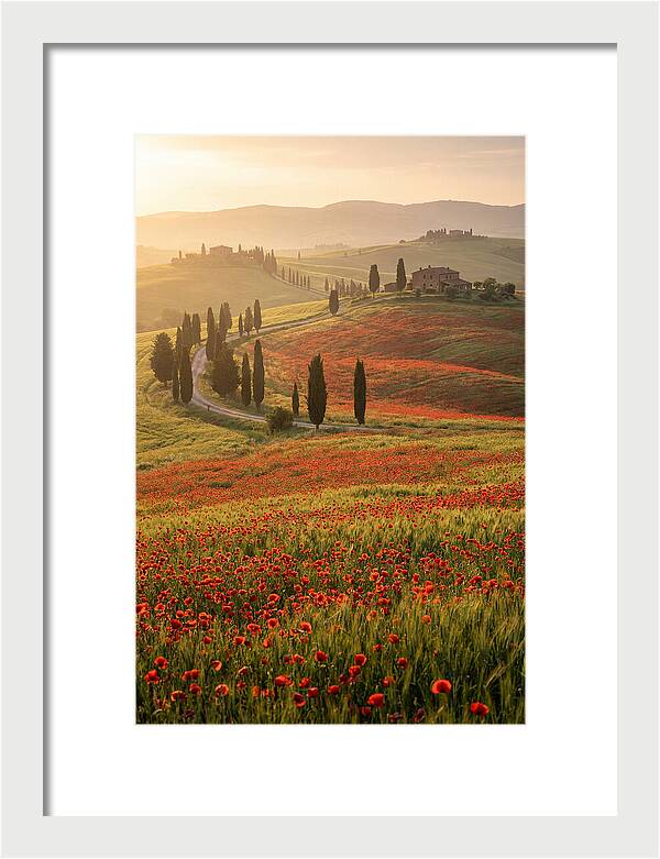 Poppy Fields In Tuscany