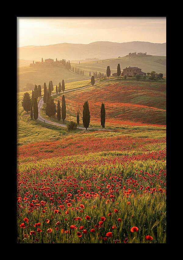 Poppy Fields In Tuscany