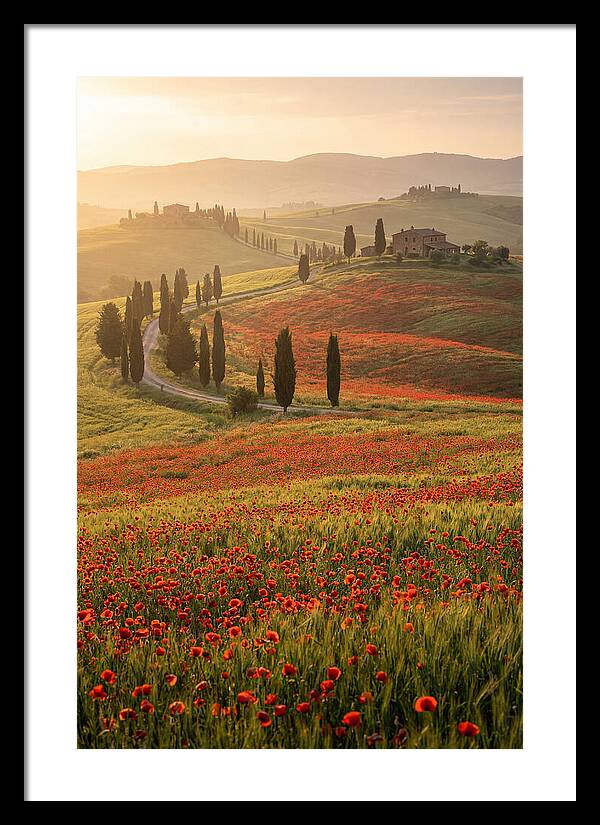 Poppy Fields In Tuscany