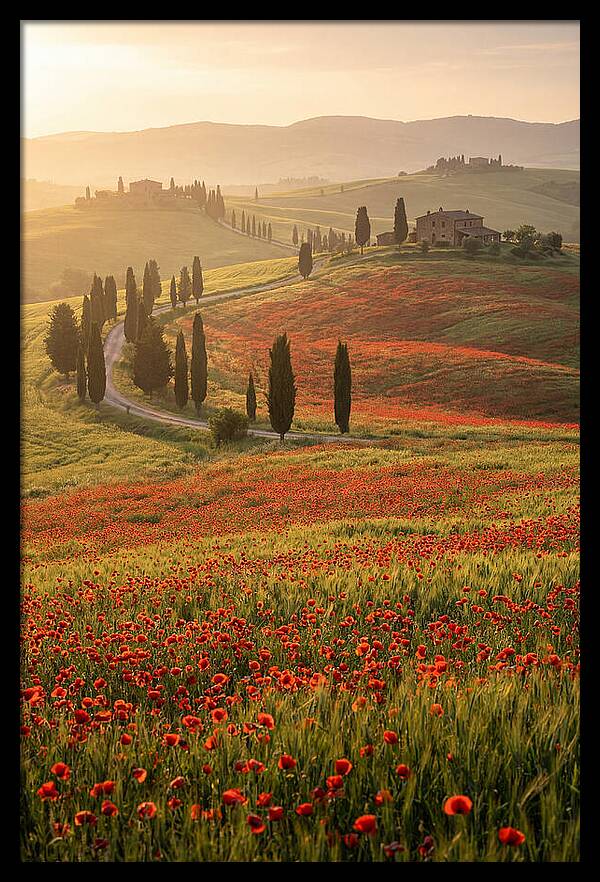 Poppy Fields In Tuscany