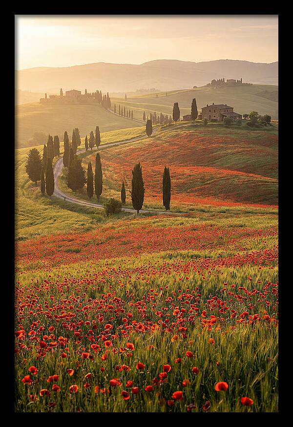 Poppy Fields In Tuscany