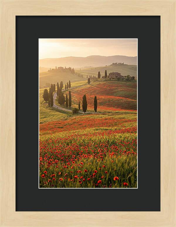 Poppy Fields In Tuscany