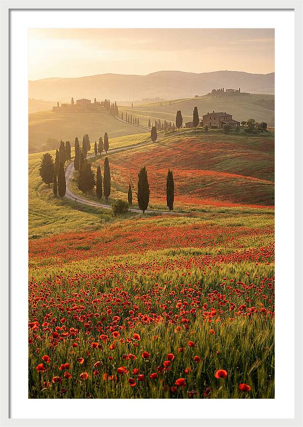 Poppy Fields In Tuscany
