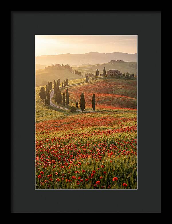 Poppy Fields In Tuscany