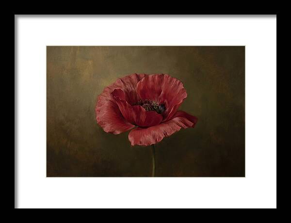 Poppy In Bloom