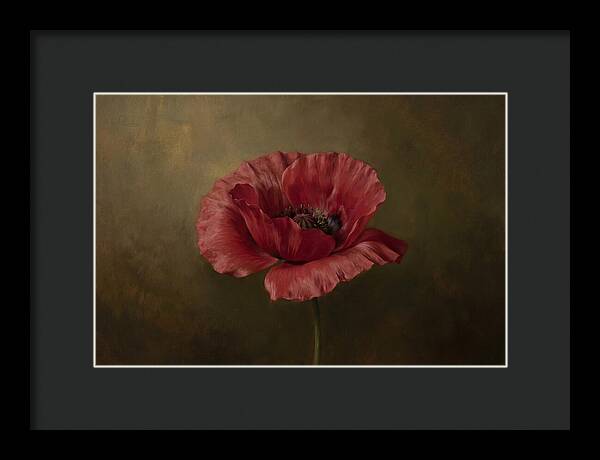 Poppy In Bloom