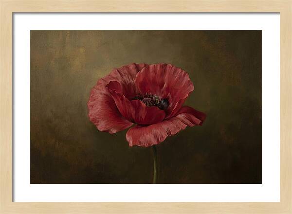 Poppy In Bloom