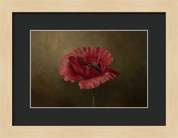 Poppy In Bloom