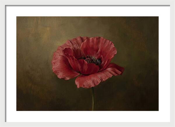 Poppy In Bloom