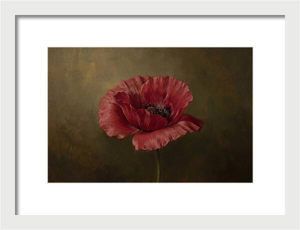 Poppy In Bloom