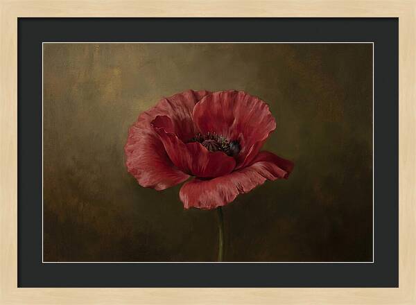 Poppy In Bloom