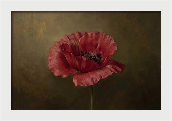 Poppy In Bloom