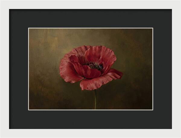 Poppy In Bloom