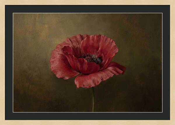 Poppy In Bloom