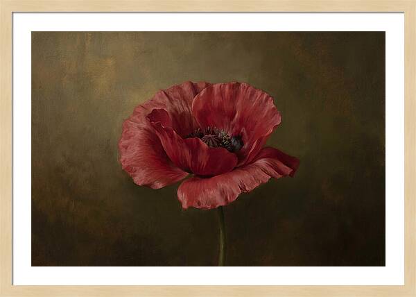 Poppy In Bloom