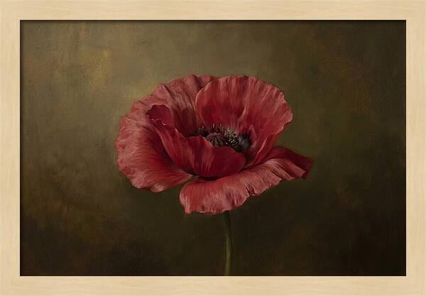 Poppy In Bloom