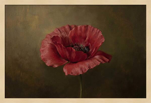 Poppy In Bloom