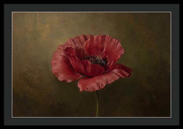 Poppy In Bloom