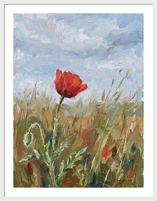 Poppy In The Meadow
