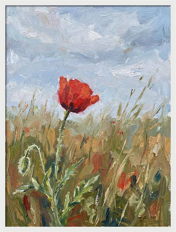 Poppy In The Meadow