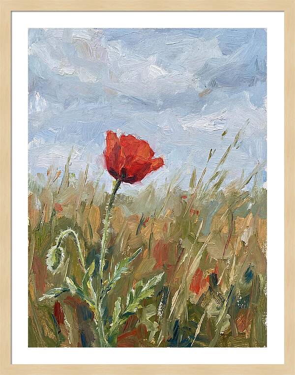 Poppy In The Meadow