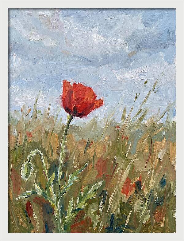 Poppy In The Meadow