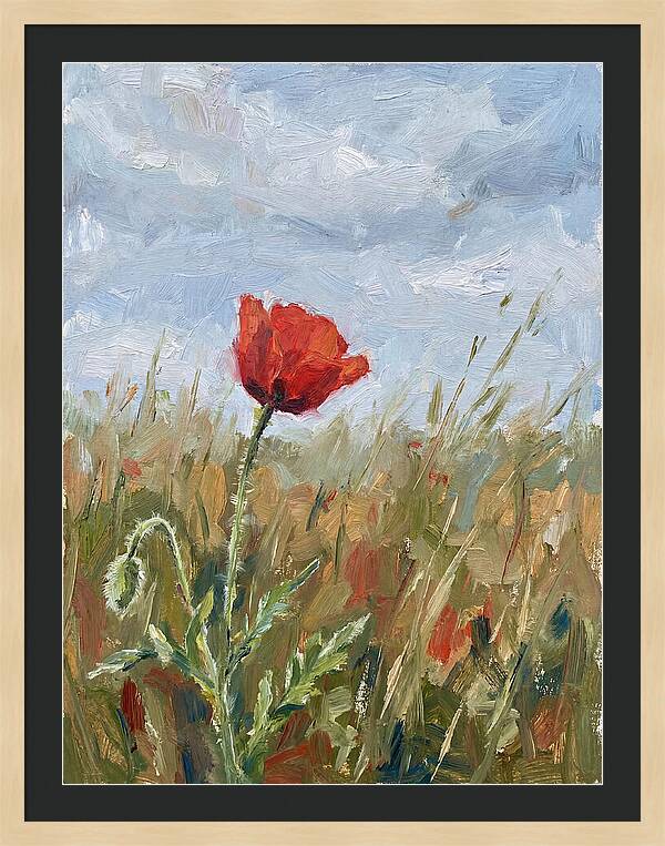 Poppy In The Meadow