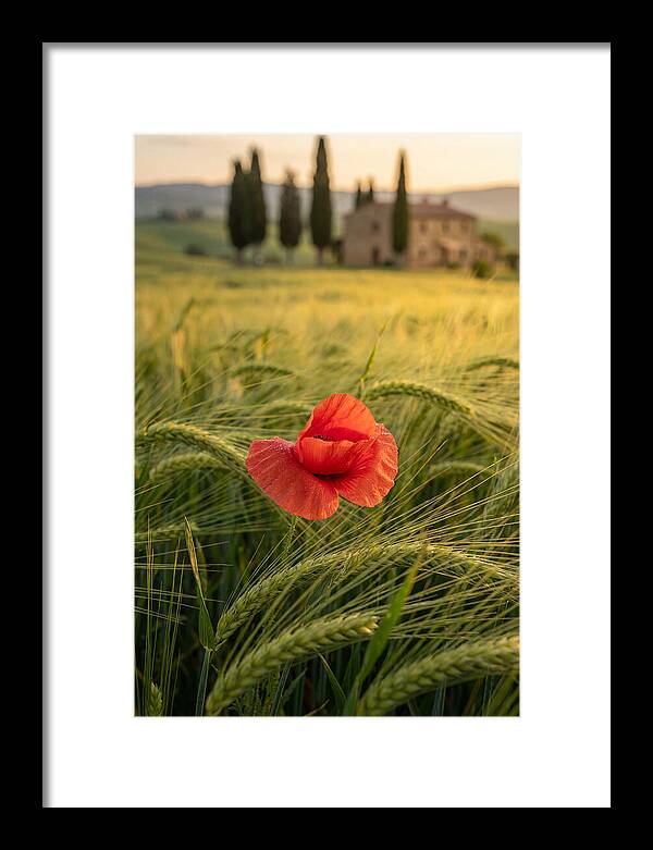 Poppy In The Tuscan Fields