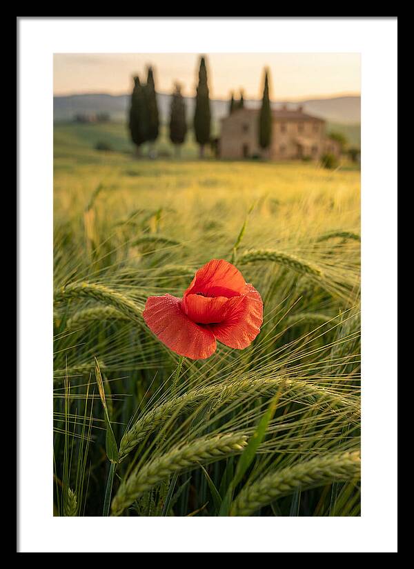 Poppy In The Tuscan Fields